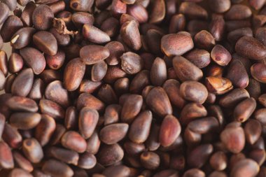 Ciberian sedir arka plan olarak kabuklarında çam fıstığı. Makro