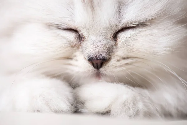 Branco Adorável Gato Retrato Close Macro Tiro — Fotografia de Stock