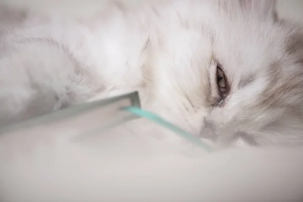 Gato adorável branco está dormindo depois de ler o livro. retrato close-up macro shot — Fotografia de Stock