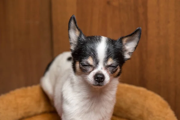 Pequeno filhote de cachorro Chihuahua cão franziu os olhos do prazer — Fotografia de Stock