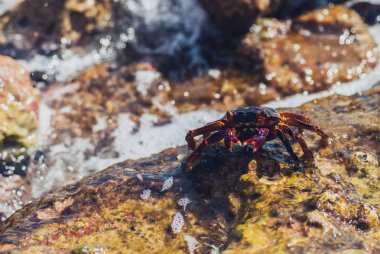 Islak deniz yengeç taş. Güneşli yaz gün