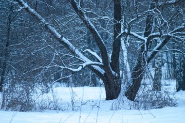 güzel kış mavi orman kar dolu