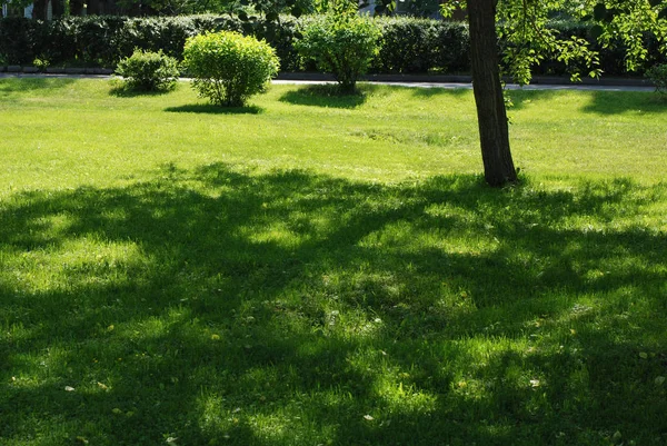 春季短绿草草坪上的树荫 — 图库照片