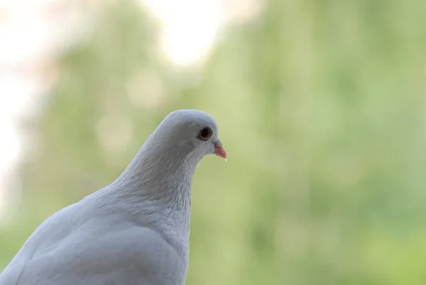 Stolze Weiße Taube Auf Einem Balkon Über Verschwommenem Grünen Straßenhintergrund — Stockfoto
