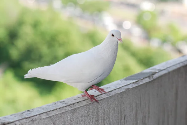 在阳台上的骄傲的白鸽子在模糊的绿色街道背景 — 图库照片
