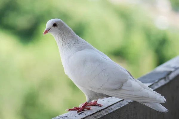 Orgulhoso pombo branco em uma varanda sobre desfocado verde rua fundo — Fotografia de Stock