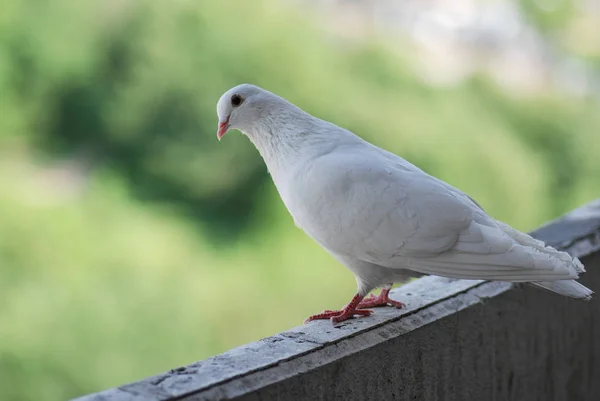 Orgulhoso pombo branco em uma varanda sobre desfocado verde rua fundo — Fotografia de Stock