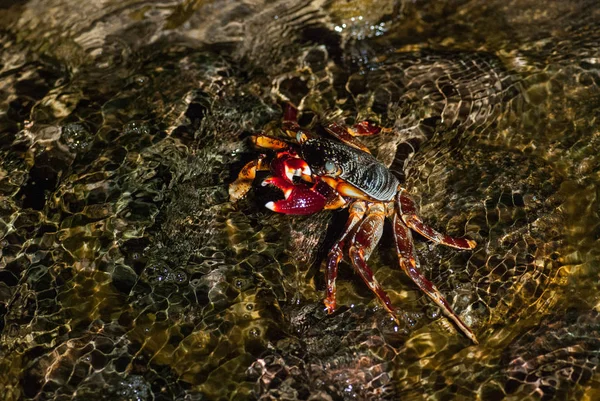 Mouiller le crabe de mer sur la pierre la nuit — Photo