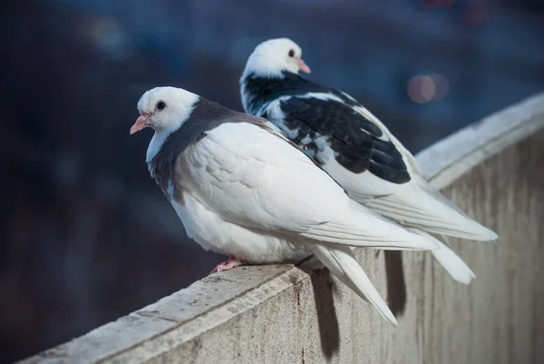 Dos amantes palomas blancas y negras en el balcón para saludar el atardecer y el sol —  Fotos de Stock