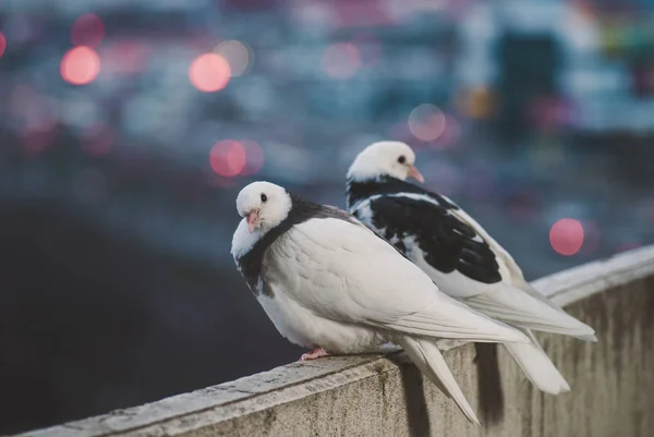 Dvě bílé holubice na balkóně v různých držení těla — Stock fotografie