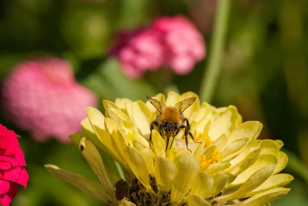 Foto einer schönen Biene und Blumen an einem sonnigen Tag — Stockfoto