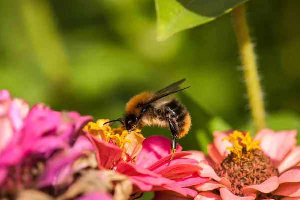 Fotó egy gyönyörű méhről és virágokról egy napsütéses napon — Stock Fotó