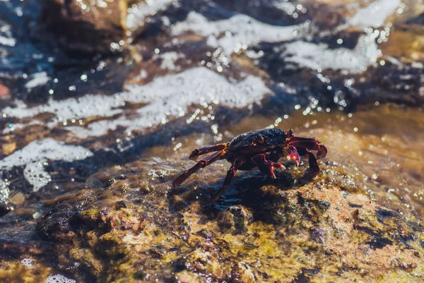 Cangrejo de mar húmedo en la piedra. día de verano soleado — Foto de Stock