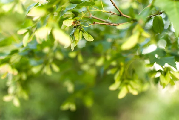 Groene maple tree gebladerte laat onder bewolkte dag. selectieve aandacht macro geschoten met ondiepe Dof — Stockfoto