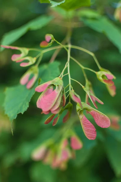 Groene maple tree gebladerte laat onder bewolkte dag. selectieve aandacht macro geschoten met ondiepe Dof — Stockfoto