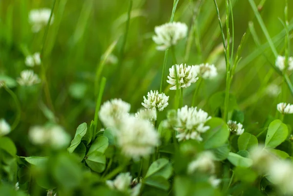 Trifoglio fiorito bianco Trifolium pratense. macro scatto selettivo con DOF poco profondo — Foto Stock