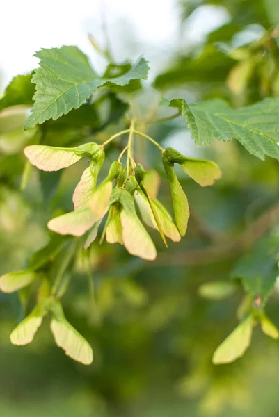 Grüne Blätter des Ahornbaums bei bewölktem Tag. Selektive Fokus-Makroaufnahme mit flachem Dof — Stockfoto