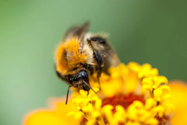 Foto einer schönen Biene und Blumen an einem sonnigen Tag. Selektive Fokus-Makroaufnahme mit flachem Dof — Stockfoto
