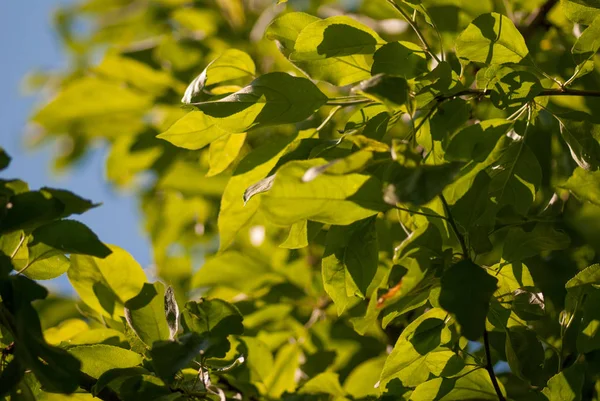 Groene gebladerte laat op de blauwe hemel. selectieve aandacht macro geschoten met ondiepe Dof voorjaar achtergrond — Stockfoto