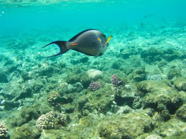Tropikal balık ve sert mercan Red Sea, Mısır. Tatil