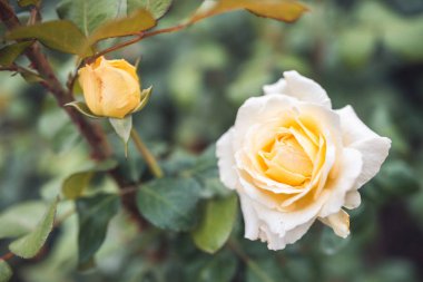 Bir çalı yaz gün batımı arka ışık içinde beyaz gül. seçici odak makro ile sığ Dof vurdu