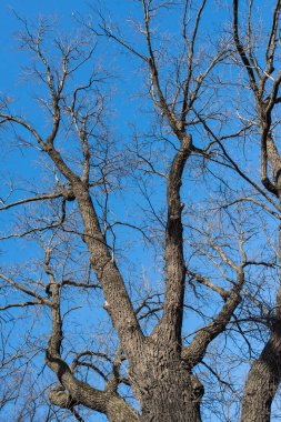 çıplak ağaç dalları mavi gökyüzü. Yukarı bak