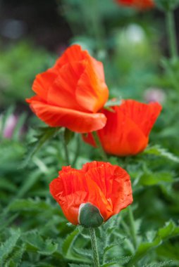 Parlak kırmızı mısır tarlası Yazın gelincik çiçekleri