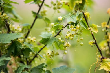 olgunlaşmamış kırmızı kuş üzümü çilek. Bahar yumuşak bulanık bokeh arka plan