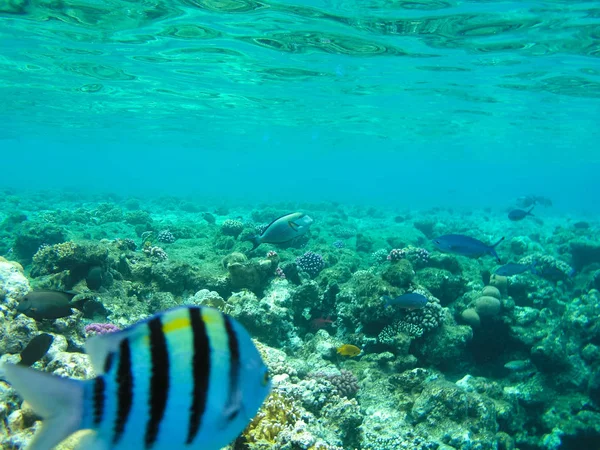 Tropische vissen en harde koralen in de rode zee, Egypte. Vakantie — Stockfoto