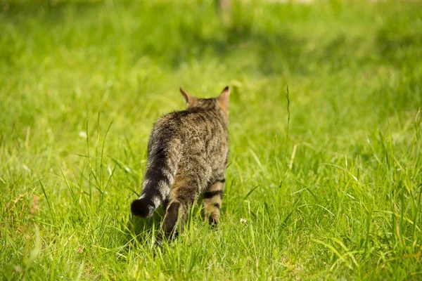 Gato jovem joga no prado cheio de grama — Fotografia de Stock