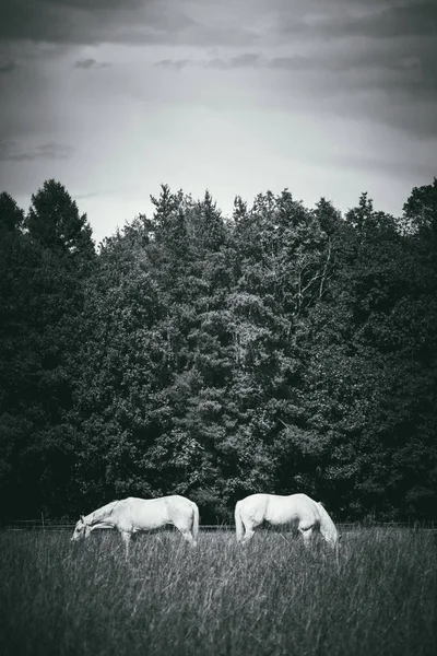 two white horses graze in a paddock field near forest. Grayscale vertical picture