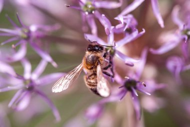 Arı nektarı mor şap sarımsak çiçek toplama. makro yakın çekim. seçici odak ile sığ Dof vurdu