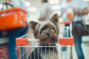 Alışveriş sepeti içinde oturan sevimli küçük köpek yavrusu insanlarla dükkanı alışveriş arka plan bulanık. seçici odak makro ile sığ Dof vurdu