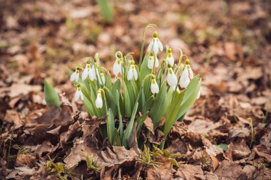 taze bahar kardelen çiçekleri ormanın içinde. Mutlu kadın gün 8 Mart davetiye. seçici odak makro ile sığ Dof vurdu