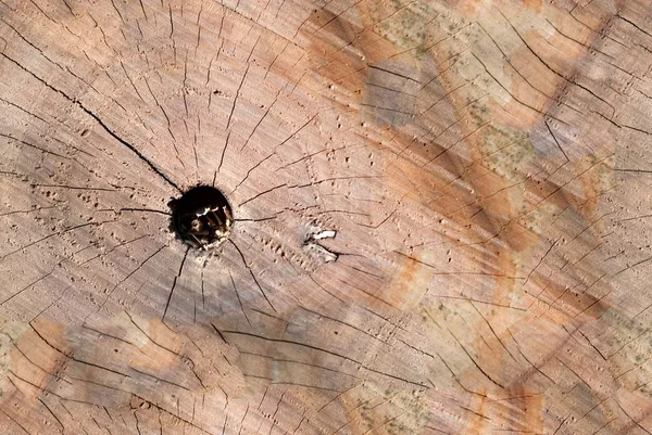 Vista superior de textura de tocón de madera agrietada con agujero. Textura de fondo sin costuras — Foto de Stock