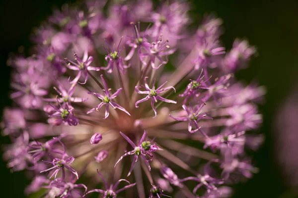 Macro foto di fiori di alium — Foto Stock