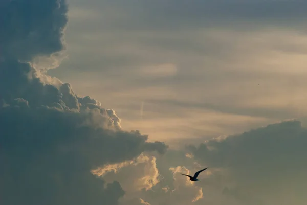 De meeuw vliegt over een zee tegen een dramatische hemel. Achtergrond uit de natuur. — Stockfoto