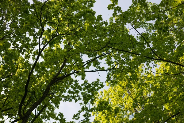 Folhas de folhagem verde no céu azul — Fotografia de Stock