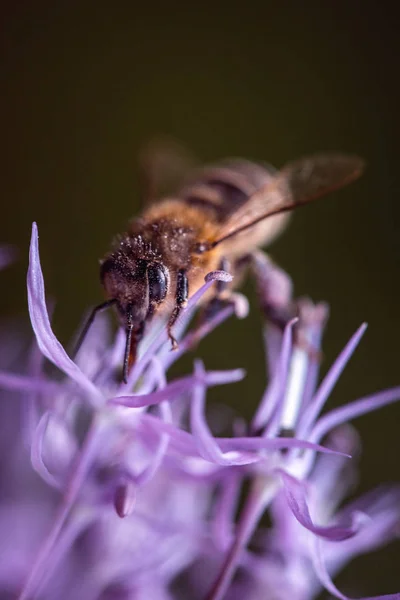 A méh nektárt gyűjt lila timsó fokhagyma virág. makró közelről. szelektív összpontosít, sekély Dof lövés — Stock Fotó