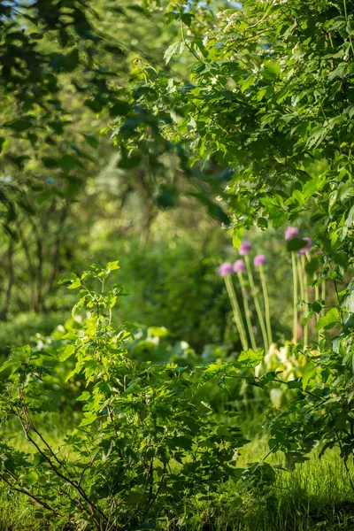 Красный куст смородины с ранней весной на фоне волшебного сада, полного зеленой травы под ярким солнцем — стоковое фото