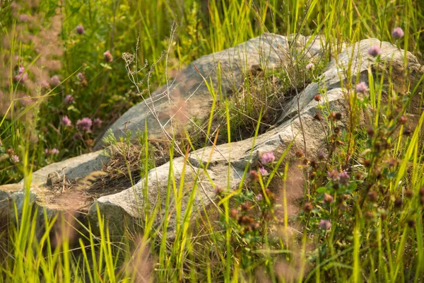 Камень на травяном поле с цветущим клевером летом свежий фон выборочный фокус макроснимок с мелким DOF — стоковое фото