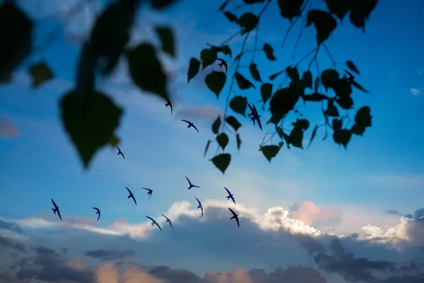 Flock fåglar som flyger över en eldig solnedgång himlen genom trädgrenar. Sommaren hösten scen. Horisontell bild — Stockfoto