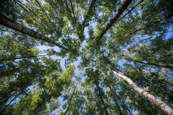Olhando para cima em Floresta - Árvore verde ramos natureza abstrato — Fotografia de Stock