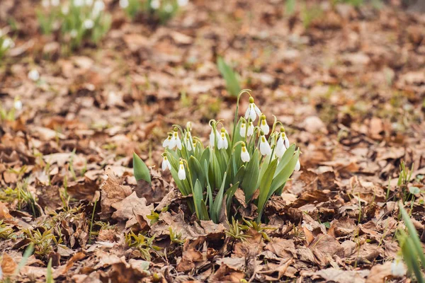 Färsk våren snowdrop blommor i skogen. Lyckliga womens dag 8 mars inbjudningskort. selektiv inriktning makro skott med grunt Dof — Stockfoto