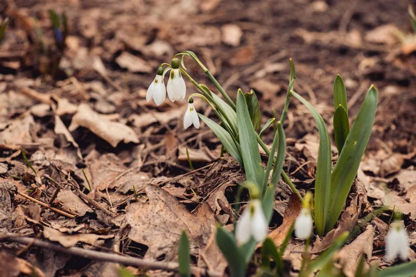 Färsk våren snowdrop blommor i skogen. Lyckliga womens dag 8 mars inbjudningskort. selektiv inriktning makro skott med grunt Dof — Stockfoto