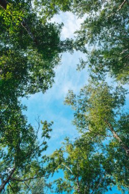 Ormana baktığımızda - Yeşil Ağaç doğayı soyut dallara ayırıyor