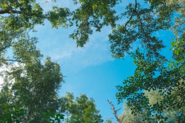 Ormana baktığımızda - Yeşil Ağaç doğayı soyut dallara ayırıyor