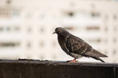 Yeşil sokak arka plan bulanık bir balkondan gurur gri güvercini