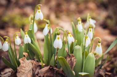 taze bahar kardelen çiçekleri ormanın içinde. Mutlu kadın gün 8 Mart davetiye. seçici odak makro ile sığ Dof vurdu