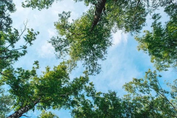 Ormana baktığımızda - Yeşil Ağaç doğayı soyut dallara ayırıyor